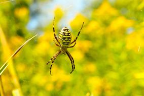 closeup view of Tygrzyk Paskowany Arachnid Insect