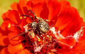 Spider on a red flower on a blurred background