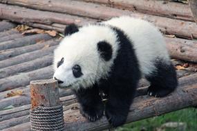 national chinese animal
