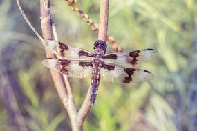 insect dragonfly resting on a branch