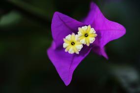 Close-up of the beautiful, purple, white and yellow flowers, at blurred background