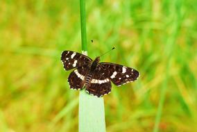 Close-up of the colorful and beautiful, patterned butterfly, on the green leaf, above the colorful grass