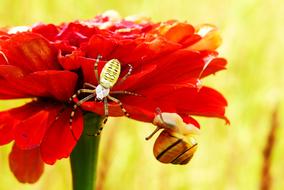 spider and snail on red flower