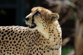 photo of a cheetah with sharp teeth