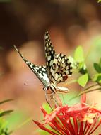 Butterfly feeding on red flowers