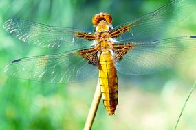 yellow dragonfly close up in blurred background