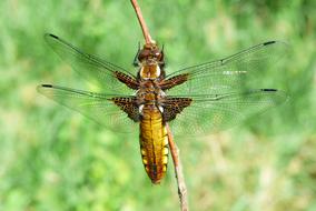 splendid Animals Invertebrates