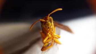 Nature Little insect