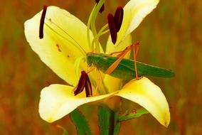 Grasshopper Green Female