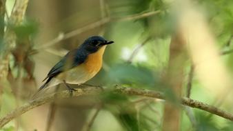 Bird Wildlife yellow