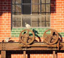 Pigeons on the old gears on the wall