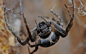 huge yellow spider close-up on a blurred background
