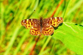 Invertebrates Insects orange