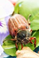May Beetle close up