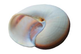 Shells Sea color