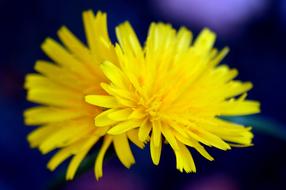 two yellow flowers together, Macro