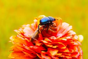 black beetle on red flower
