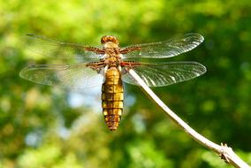 yellow dragonfly rests on dry twig