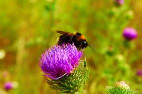 Bumblebee feeding on thistle flower