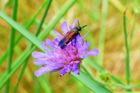 insect on a fragile purple flower
