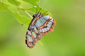 amazing Insect Butterfly