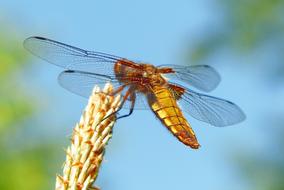 golden dragonfly on a wheat ear