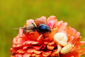beetle and snails on the flower