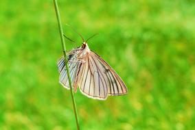 moth butterflies on green blurred background