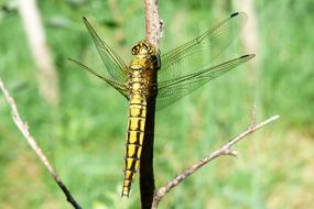 nice Invertebrates Insect