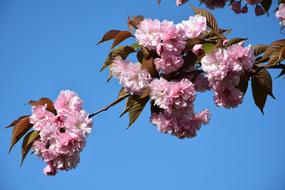 Tree Plant pink