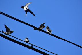 birds on electric cables on a clear sunny day