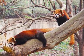 Loveable Red Pandas