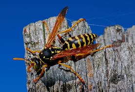 two Wasp Insect