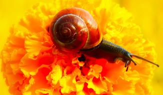 Close-up of the colorful, beautiful and shiny snail, on the yellow and red flower