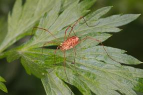 Leaf Nature and red bug