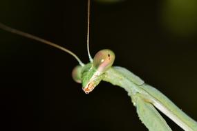 macro photo of a mantis head