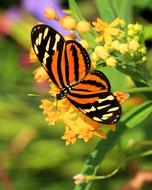 striped butterfly on a plant on a blurred background