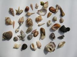 Mussels Marine Gastropods