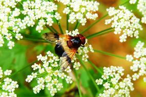 fly on a white flower in the forest