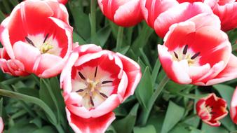 red Tulip Flowers