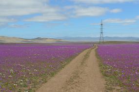 road among the fields with purple flowers