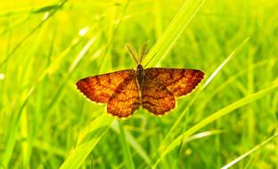 brown butterfly on bright green grass