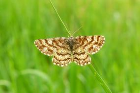 Close-up of the colorful, beautiful and patterned butterfly, at blurred background with green grass