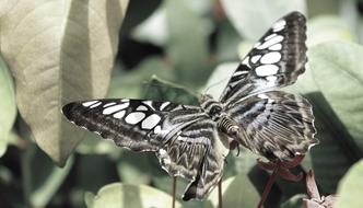 black Butterfly Insect