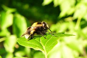 small Invertebrates close-up on blurred background