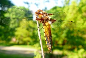 Close-up of the colorful and beautiful dragonfly, on the plant, at colorful background
