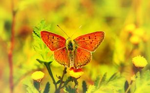 delightful CzerwoÅczyk Uroczek Insect