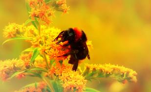 bumblebee on the yellow summer flower