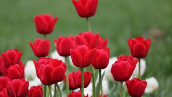 Nature Plant red