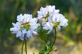 Close-up of the green grasshopper on the beautiful, white flowers at blurred background